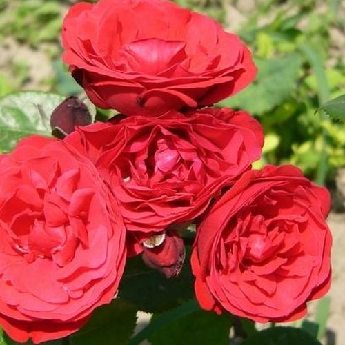 Gärtnerei - Rosa Pompadour Red™ - rot - floribunda-grandiflora rosen  - diskret duftend - De Ruiter Innovations BV. - Beetrose mit diskretem Duft und gefüllten Blüten.